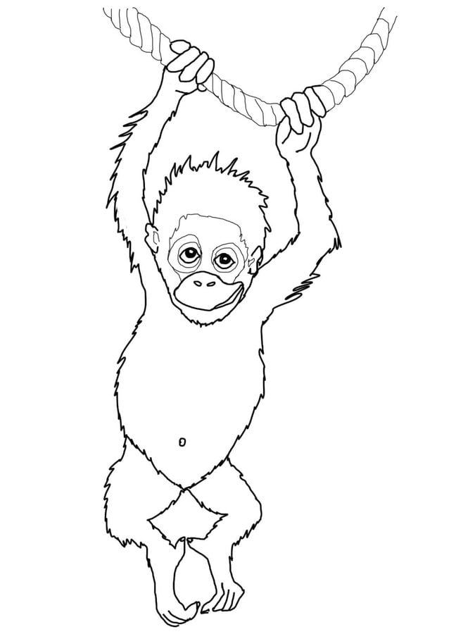 Dibujos para colorear: Orangutanes