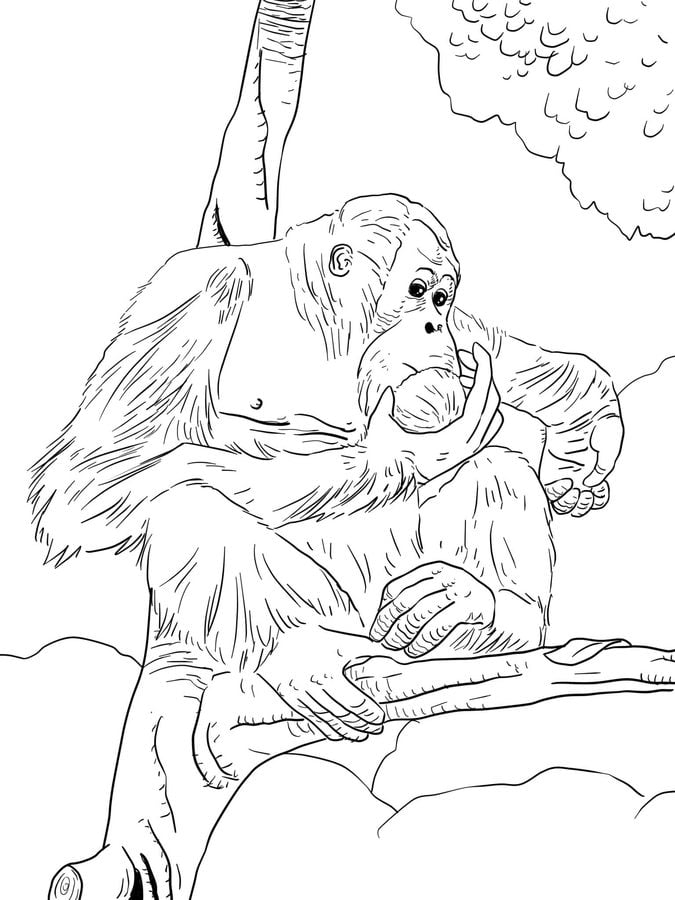 Disegni da colorare: Orangotango