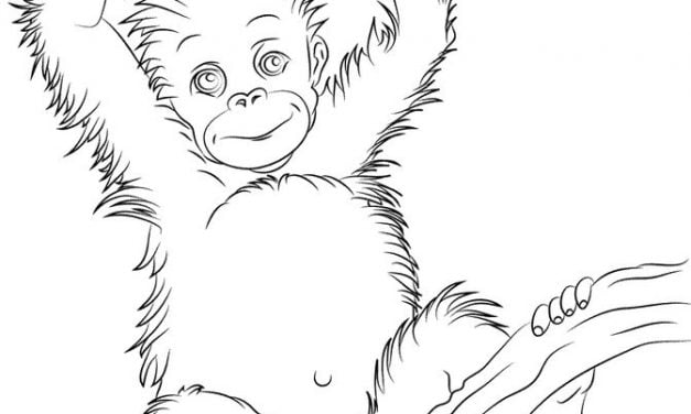 Coloring pages: Orangutans