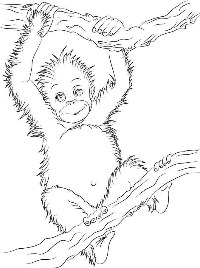 Dibujos para colorear: Orangutanes 3
