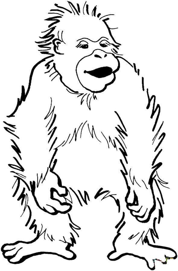Dibujos para colorear: Orangutanes 4