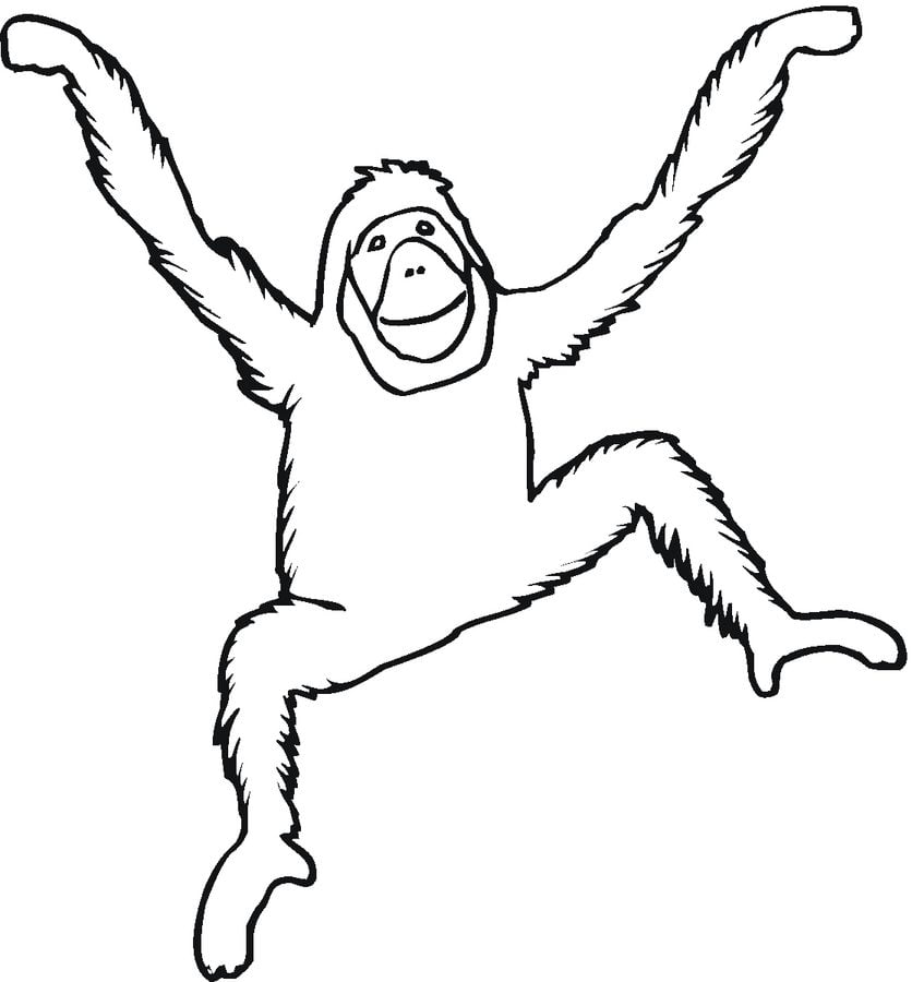 Dibujos para colorear: Orangutanes 5