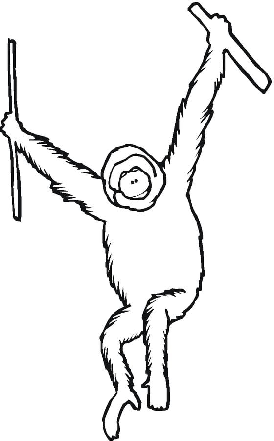 Dibujos para colorear: Orangutanes 6