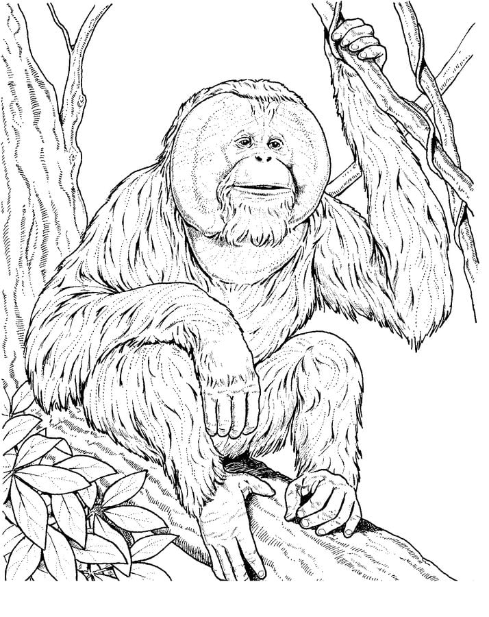 Disegni da colorare: Orangotango