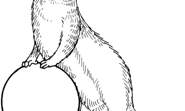 Coloring pages: Otters