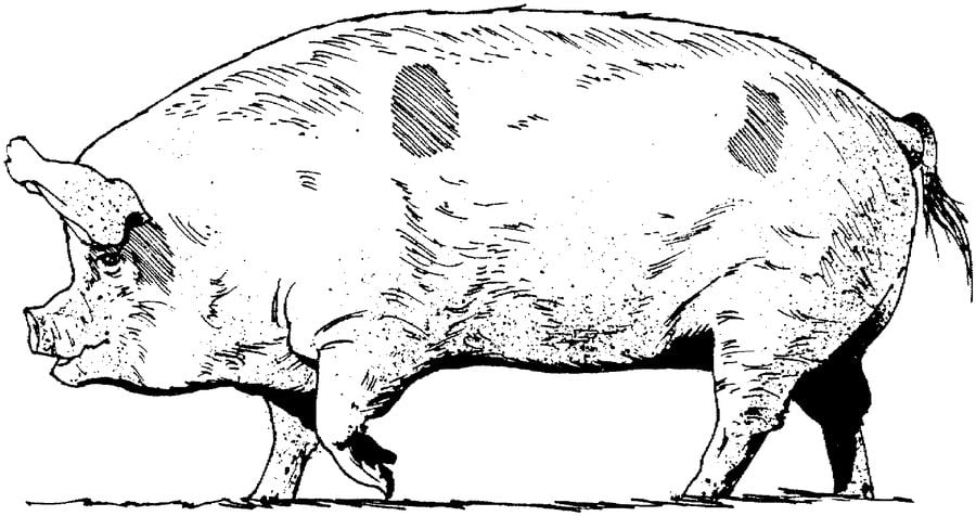 Coloring pages: Pig 2