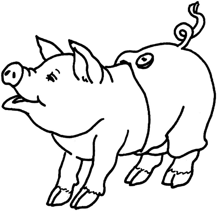 Coloring pages: Pig 4