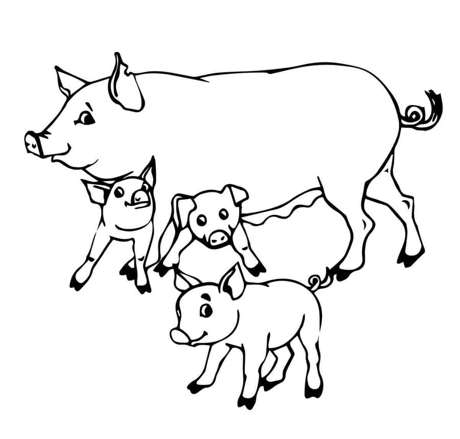 Coloring pages: Pig 7