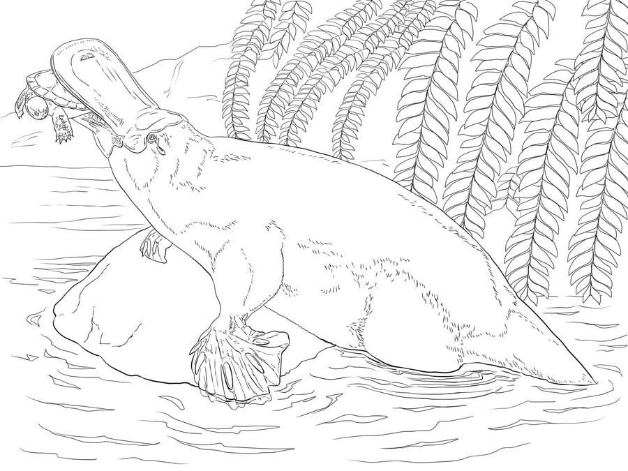 Coloring pages: Platypus