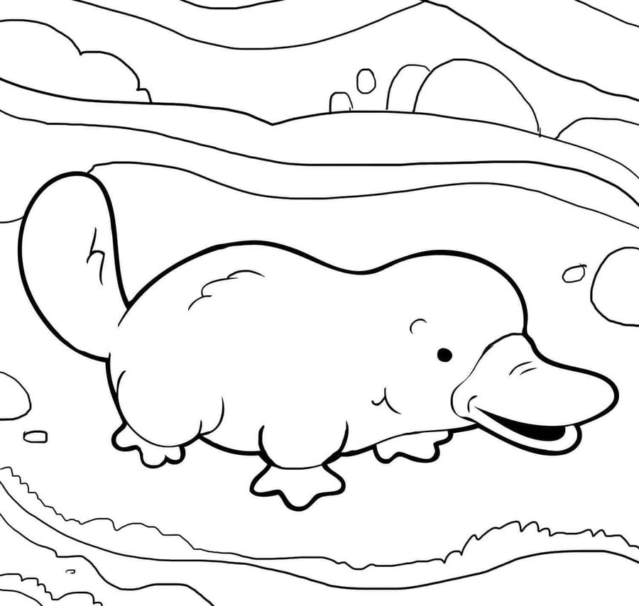 Coloring pages: Platypus