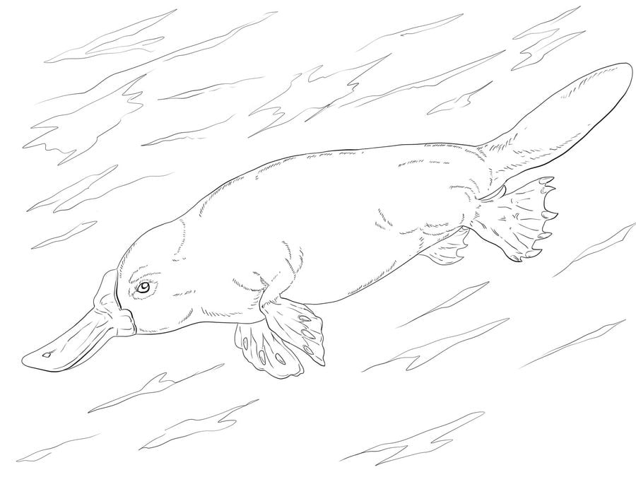Coloring pages: Platypus 3