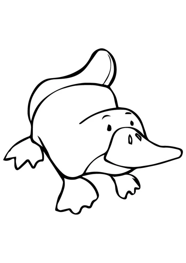 Coloring pages: Platypus, printable for kids &amp; adults, free