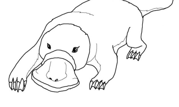 Coloring pages: Platypus