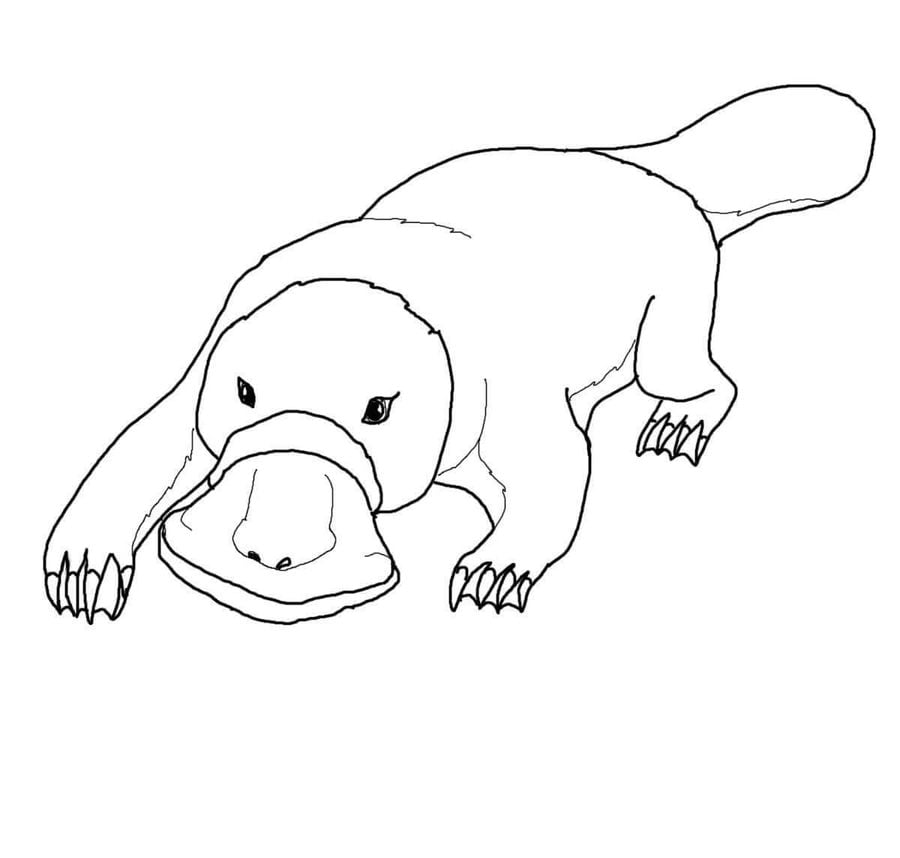 Coloring pages: Platypus 6