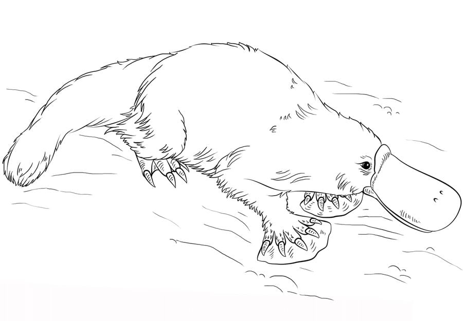 Coloring pages: Platypus 7