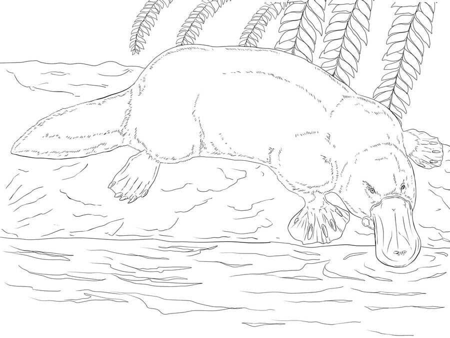 Coloring pages: Platypus 8