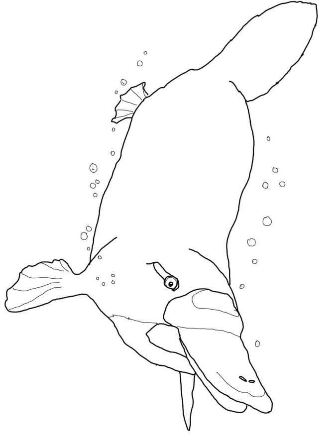 Coloring pages: Platypus 9