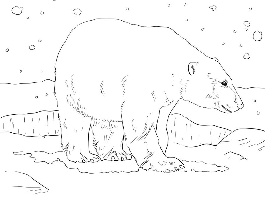 Disegni da colorare: Orso polare