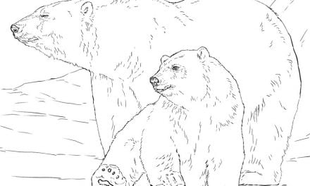 Kolorowanki: Niedźwiedzie polarne
