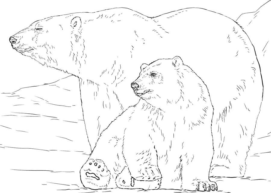 Dibujos para colorear: Oso polar