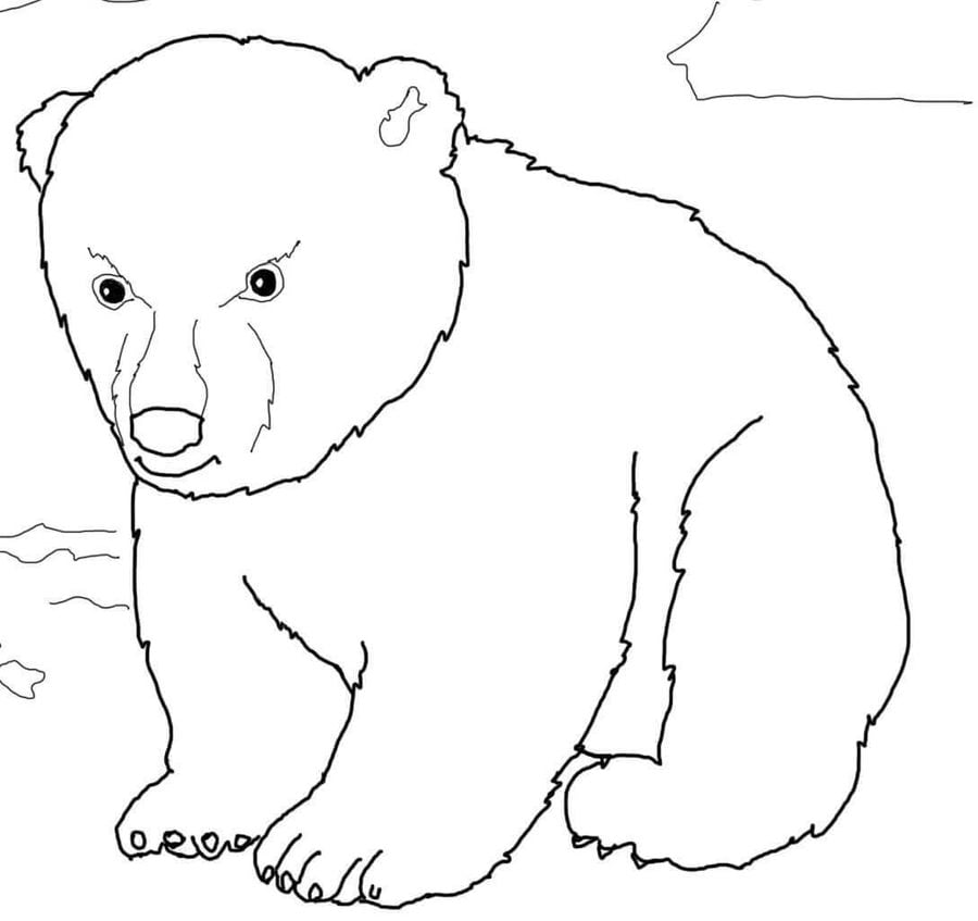Kolorowanki: Niedźwiedzie polarne