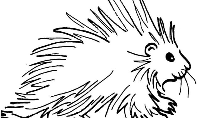 Coloring pages: Porcupines