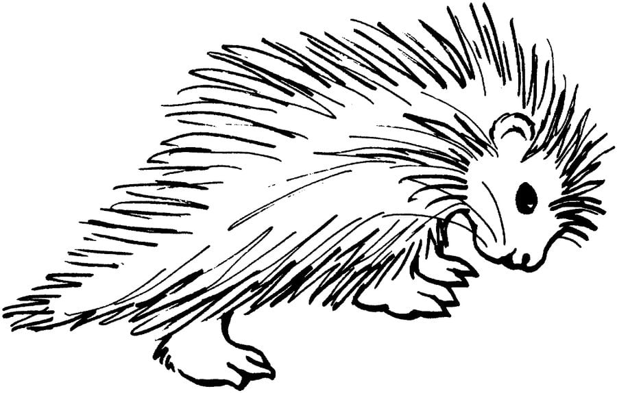 Coloring pages: Porcupines