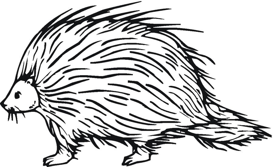 Ausmalbilder: Stachelschweine