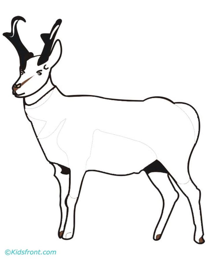 Coloring pages: Pronghorn
