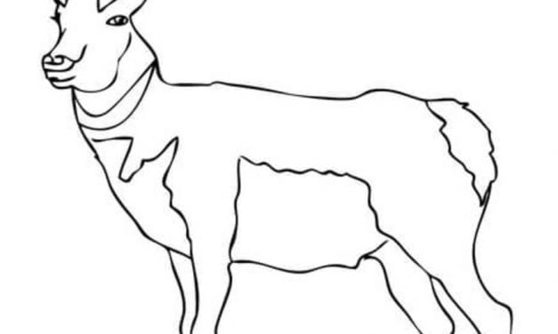 Coloring pages: Pronghorn