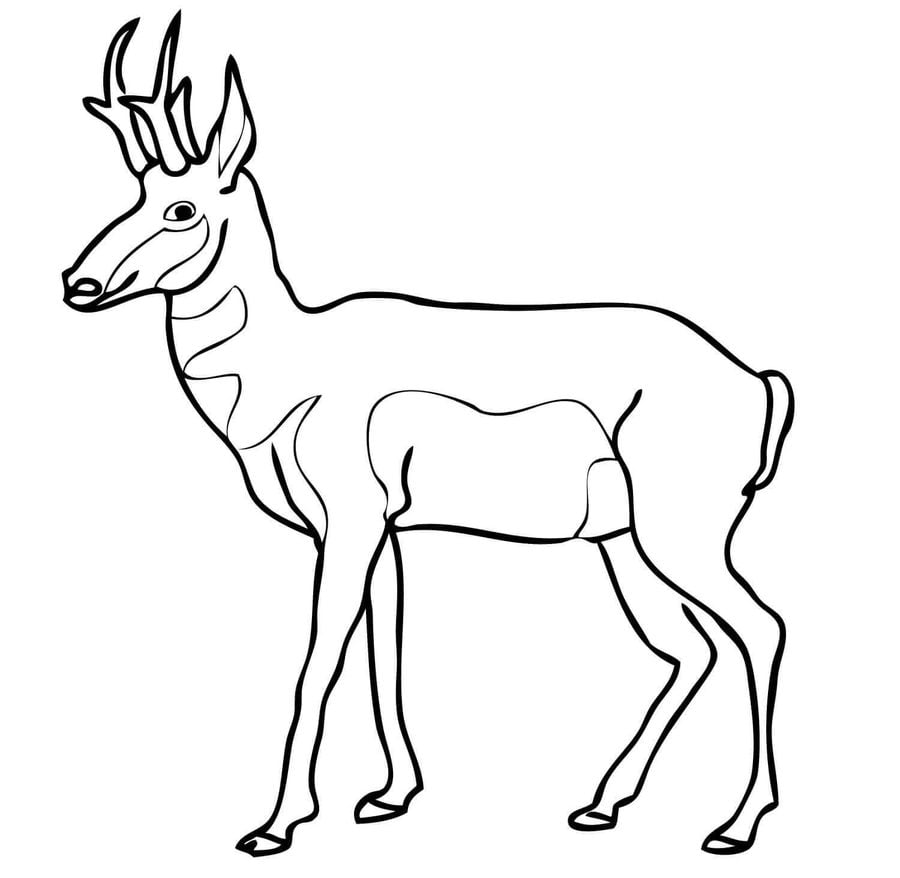Coloring pages: Pronghorn
