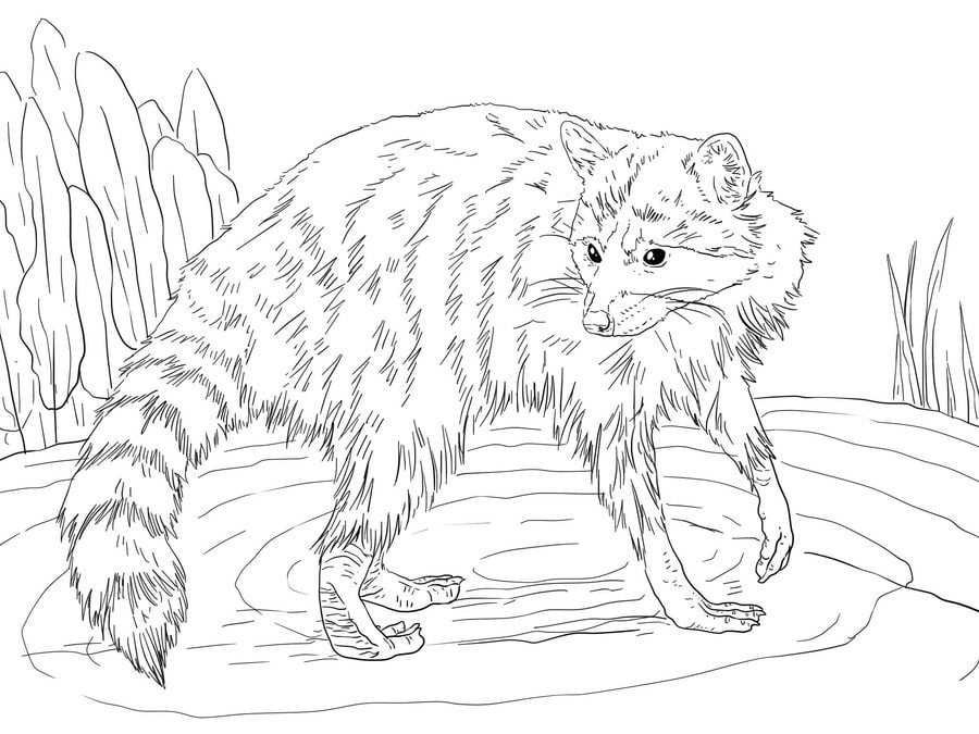 Coloring pages: Raccoon