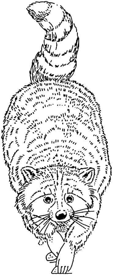 Coloring pages: Raccoon