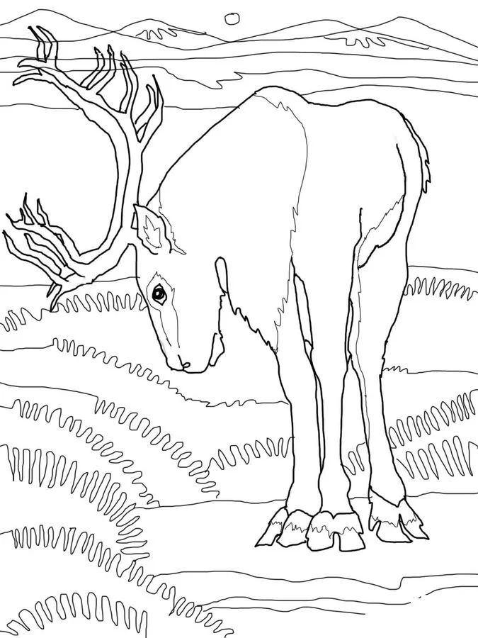 woodland caribou coloring pages