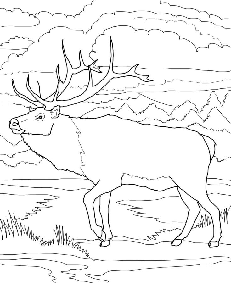 Coloring pages: Reindeer