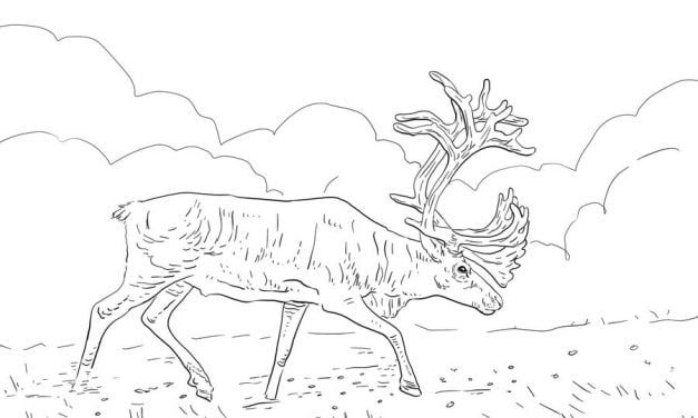 Coloring pages: Reindeer