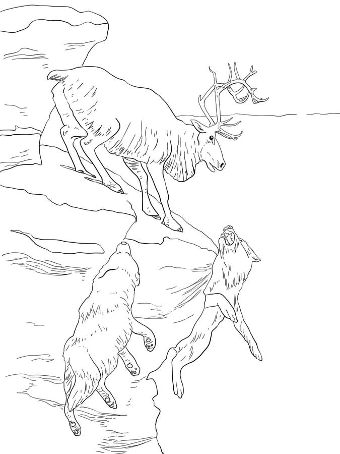 Coloring pages: Reindeer