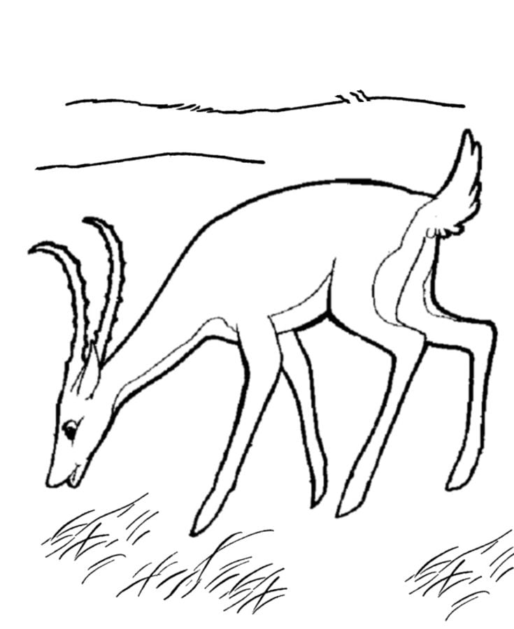 Coloring pages: Gazelle 1