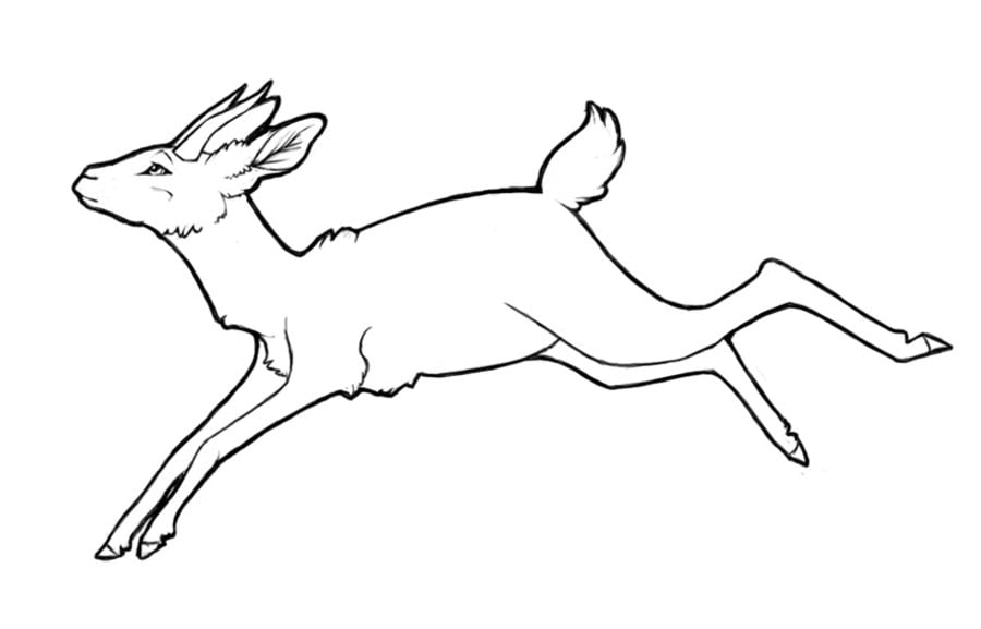 Coloring pages: Gazelle 2