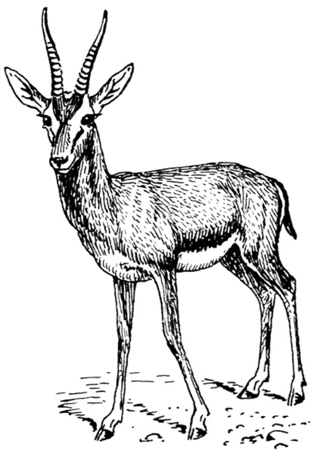 Coloring pages: Gazelle 3