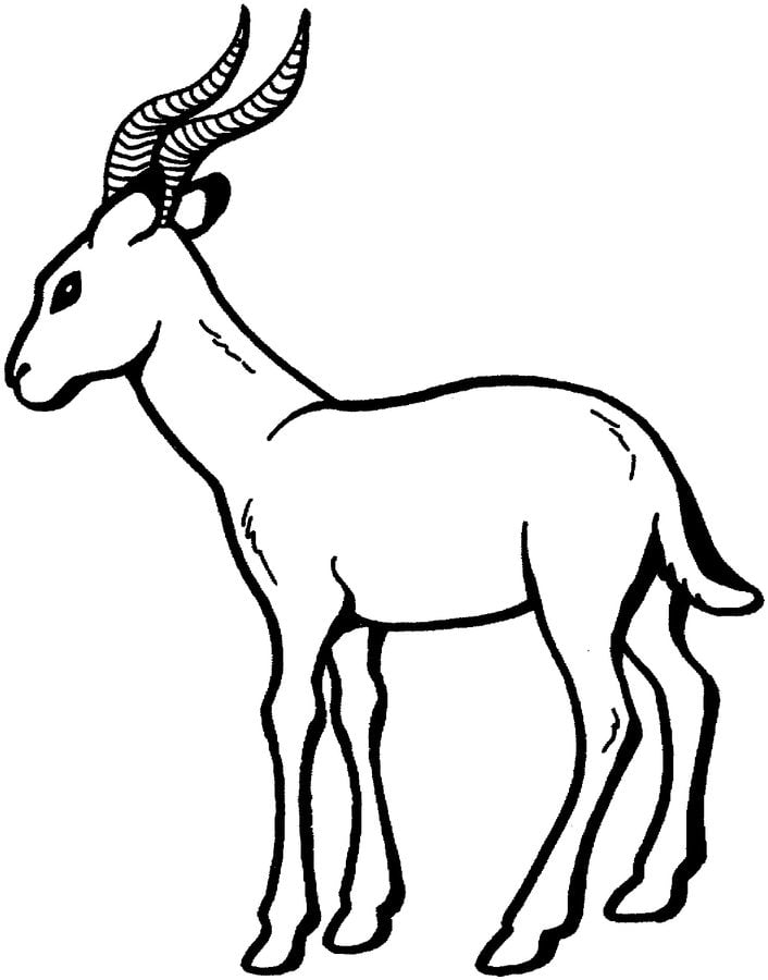Coloring pages: Gazelle 4