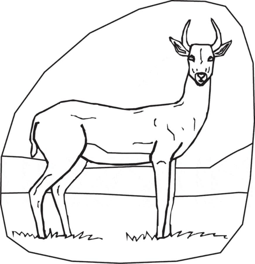 Coloring pages: Gazelle 5