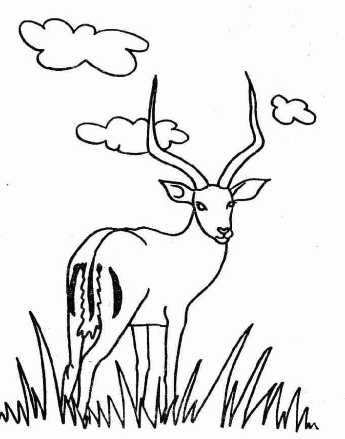 Coloring pages: Gazelle 7