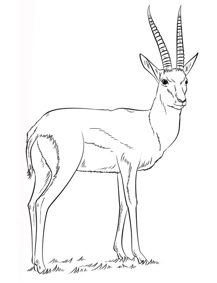 Coloring pages: Gazelle 8