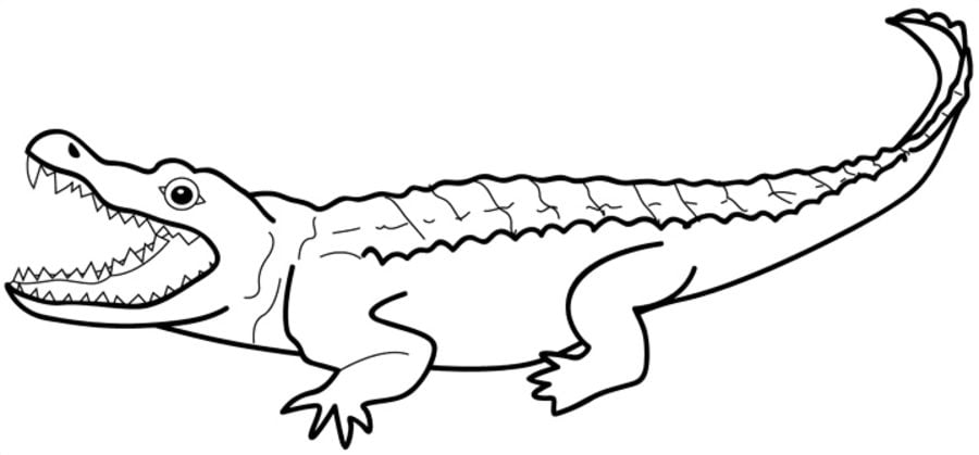 Dibujos para colorear: Aligátores