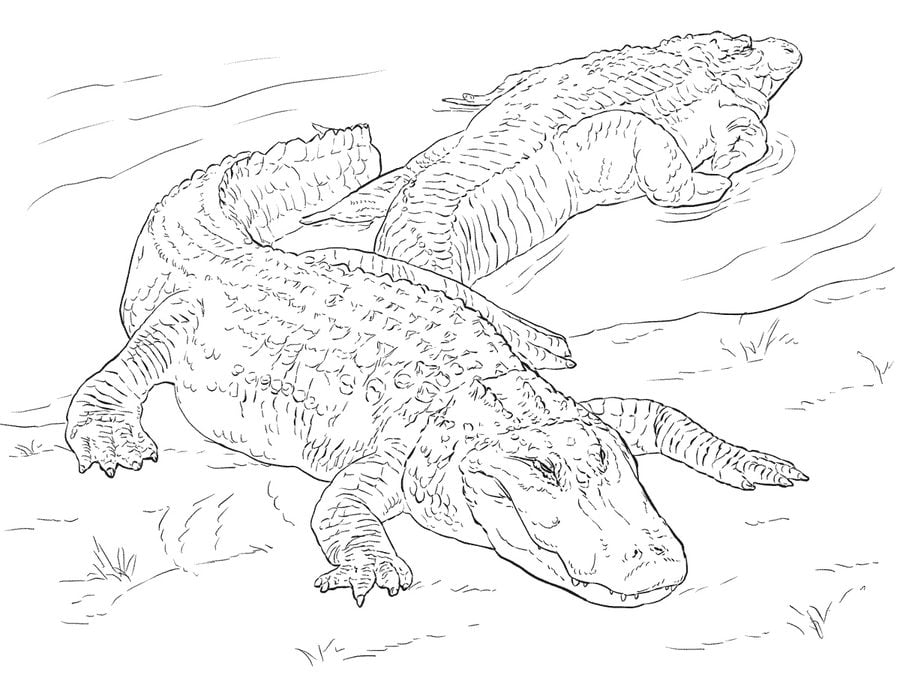 Disegni da colorare: Alligatori
