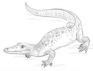 Coloring pages: Alligators, printable for kids & adults, free