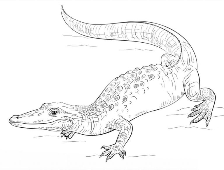 Coloring Pages: Alligators, Printable For Kids & Adults, Free