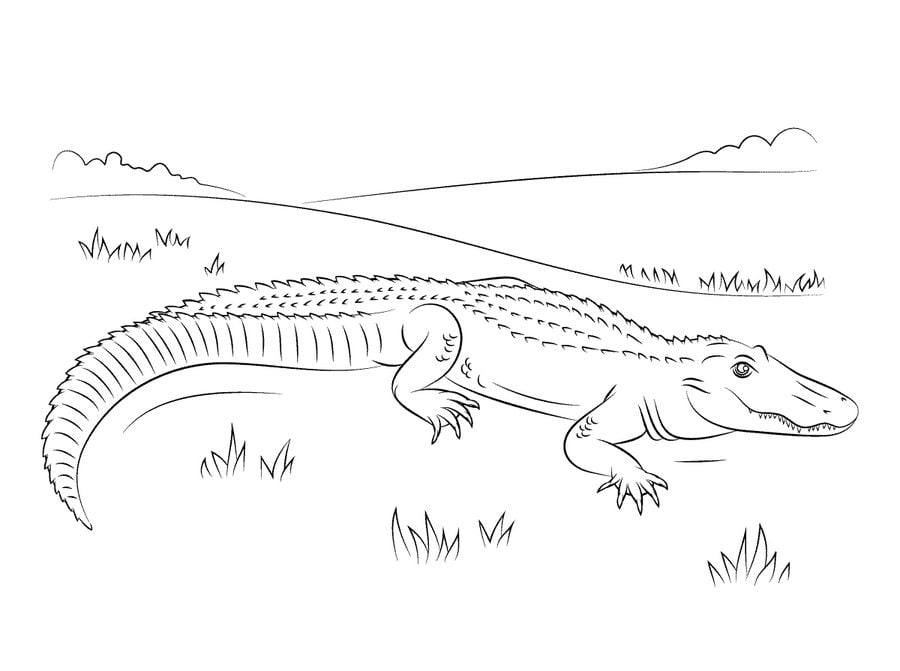Coloring pages: Alligators