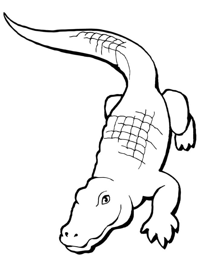 Dibujos para colorear: Aligátores
